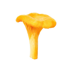 One yellow chanterelle isolated on white background. Cut raw golden chanterelle isolated.
