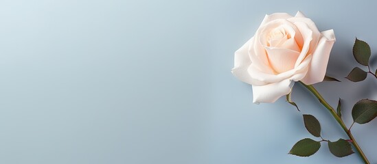 Fototapeta premium White rose contrasted with isolated pastel background Copy space