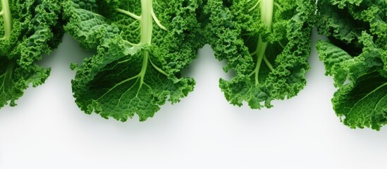 Close up of kale cabbage leaves isolated pastel background Copy space