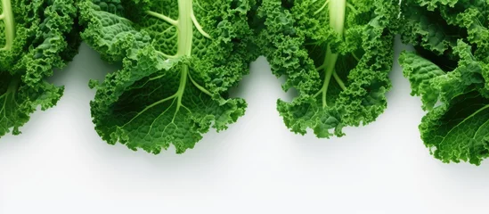 Poster Close up of kale cabbage leaves isolated pastel background Copy space © Ilgun