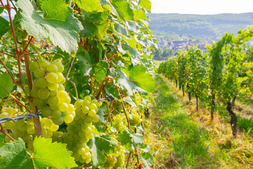 Weinberge Reben