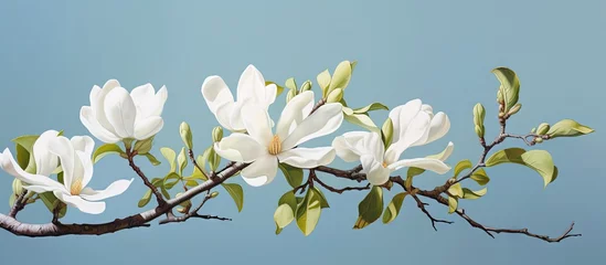 Fototapeten A magnolia flower on a tree branch isolated pastel background Copy space © Ilgun