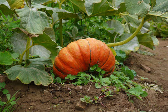 Una calabaza esperando en la huerta.
