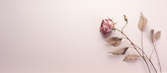 Isolated isolated pastel background Copy space dried rose head