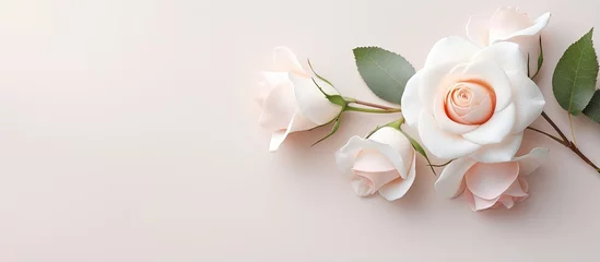 Poster rose that is white isolated pastel background Copy space © Ilgun