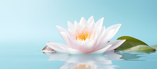 Isolated white water lily close up on isolated pastel background Copy space water