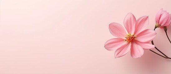 copy space image of with a solitary pink flower