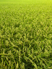 Rice Plantation Field
