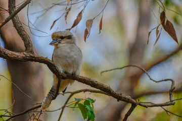 Kookaburra at Lake Brockman, Harvey Western Australia