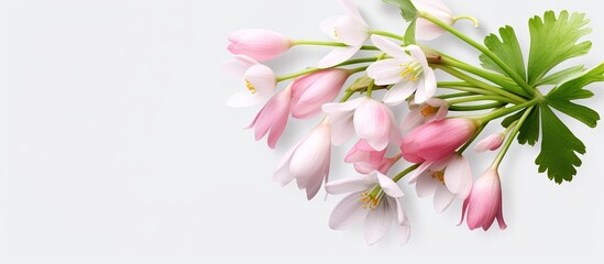 white flower isolated pastel background Copy space