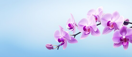 Purple orchid bud with orchid in the background isolated pastel background Copy space