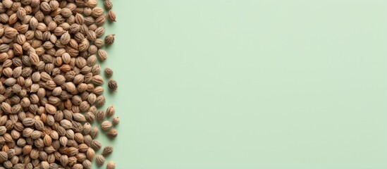 Obraz premium Top view of isolated cannabis hemp seeds on a isolated pastel background Copy space