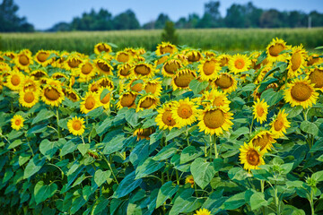 Rows of sunflowers with giant yellow petals and blurry cornfield in distance