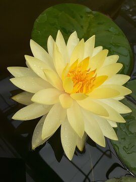 Nymphaea Denver NYMPHAF.ACF.AE ues for education in school and made a work sheet for student. water  flower 