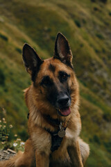 The gorge of the Truso Valley. German Shepherd dog is a traveler on a hike. Close-up portrait, front view. A very smart and kind companion dog in the mountains.