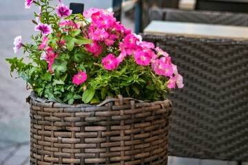 Fototapeta na wymiar pink flowers in a basket