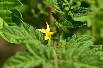 Tomatenblüte