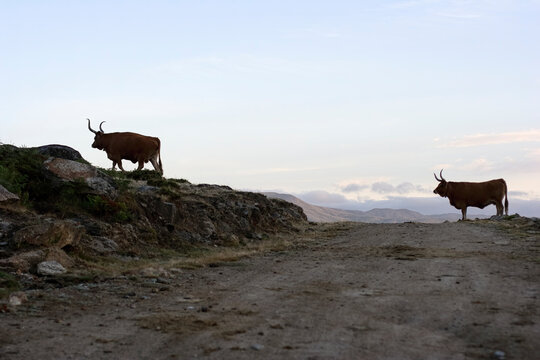 Northern portuguese mountain cattle