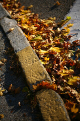 Colorful Curb and Leaves
