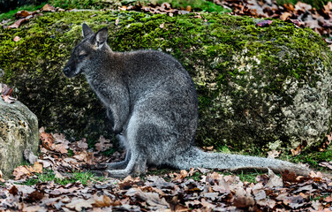 Bennett`s wallaby on the falllen leaves. Latin name - Macropus rufogriseus   © Mikhail Blajenov