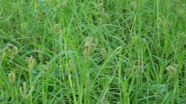 Eleusine coracana or finger millet plants. It is called Ragi and madua in India and Kodo in Nepal. It  is an annual herbaceous plant. Its widely grown as a cereal crop in the in Africa and Asia.
