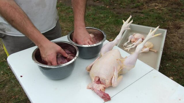 Showing gizzards and livers in bowls from freshly butchered and processed organic poultry like broilers or chickens.