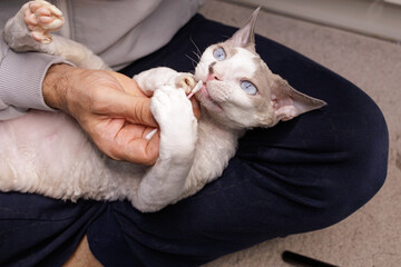 The cat didn't like the cotton swab and grabbed it with his paws. Kitty's ear is being cleaned.