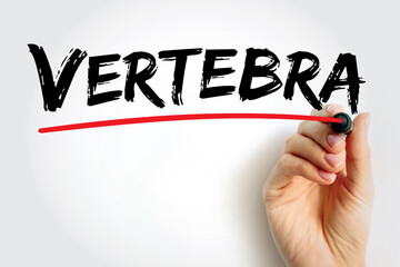 Vertebra - 33 individual, interlocking bones that form the spinal column, text concept background
