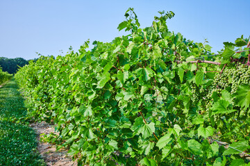 Fototapeta na wymiar View down vineyard with green grapes growing on the vine under clear blue sky