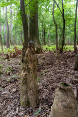 Congaree National Park, South Carolina. Bald cypress knees. Knees are woody projections sent above the normal water level, roughly vertically from the roots.