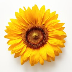 One Sunflower flower isolated on white background, top view. Floral flowers pattern.
