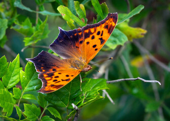 Question Mark Butterfly in the Shadow Creek Ranch Nature Trail in Pearland, Texas