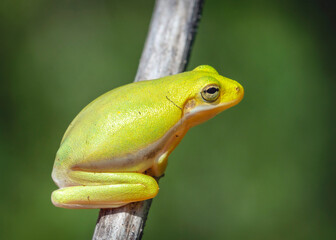 Squirrel Treefrog hanging out along the Shadow Creek Ranch Nature Trail in Pearland, Texas