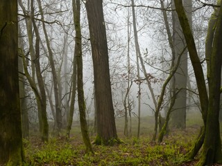 Fototapeta premium morning in the woods