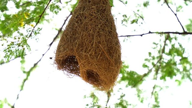 Baya weaver bird nest at a branch of the tree