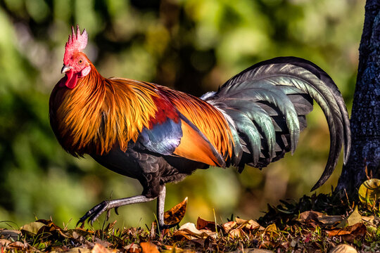 Male red jungle fowl standing in natural habitat