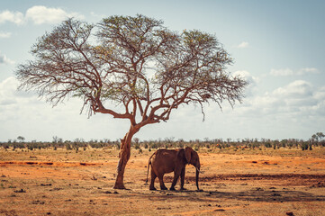 Fototapeta na wymiar Elephant under the tree