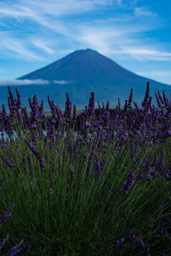 Lavender and Fuji(ラベンダーと富士山)
