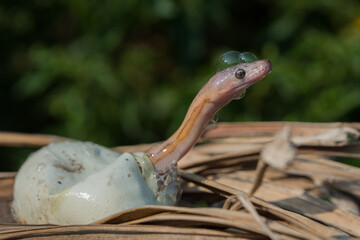 Birth of baby reticulated python hatching from egg on pile of dry leaves, natural bokeh background