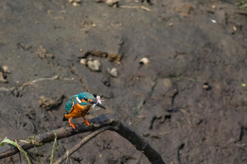 Common king fisher bird with successful fish catch sitting on a branch. Selective focus.