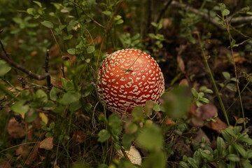 perfect little fly agaric mushroom