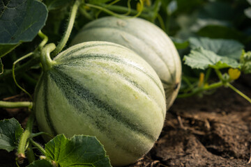 Closeup shot of a young green melon on a farm garden. Melon in the garden. Growing melon. Close up photo. Melon or cantaloupe is sweet fruit dessert