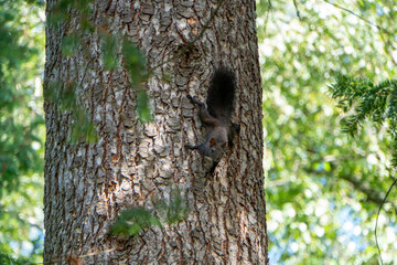 Eichhörnchen sitzt auf einem Baum