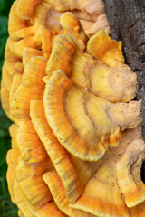 Pilz wächst auf einem Baum