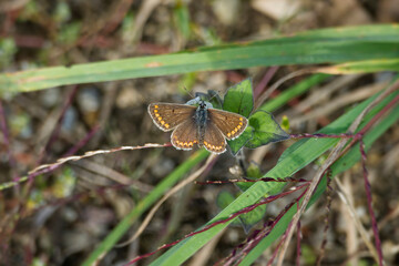 Brown Argus (Aricia agestis) butterfly sitting on a white flower in Zurich, Switzerland