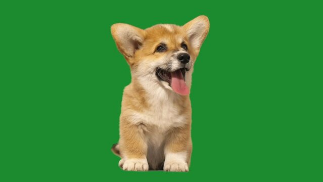 Welsh Corgi puppy on green screen sitting, lying