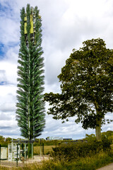 Mobile telecommunication cell tower disguised as a tree, camouflaged gsm antenna.