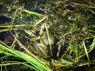 Beautiful green pool frog (Pelophylax lessonae) close up.