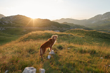 the dog stands on a stone looks at the mountains at sunset. Nova Scotia duck tolling retriever in...