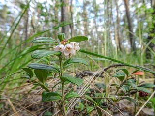 Blooming lingonberry in the summer forest. Selective focus.